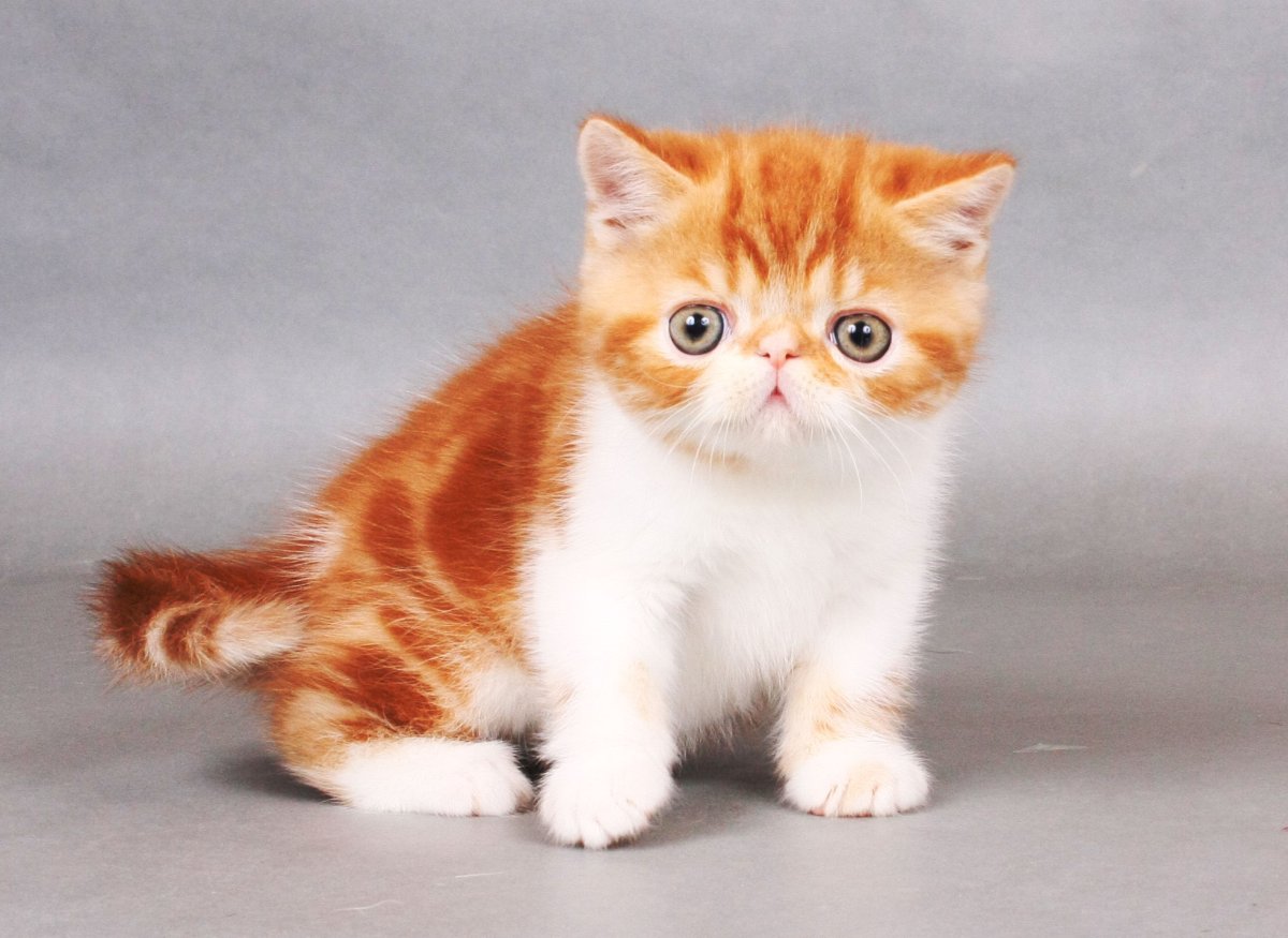 Японская порода кошек Снупи