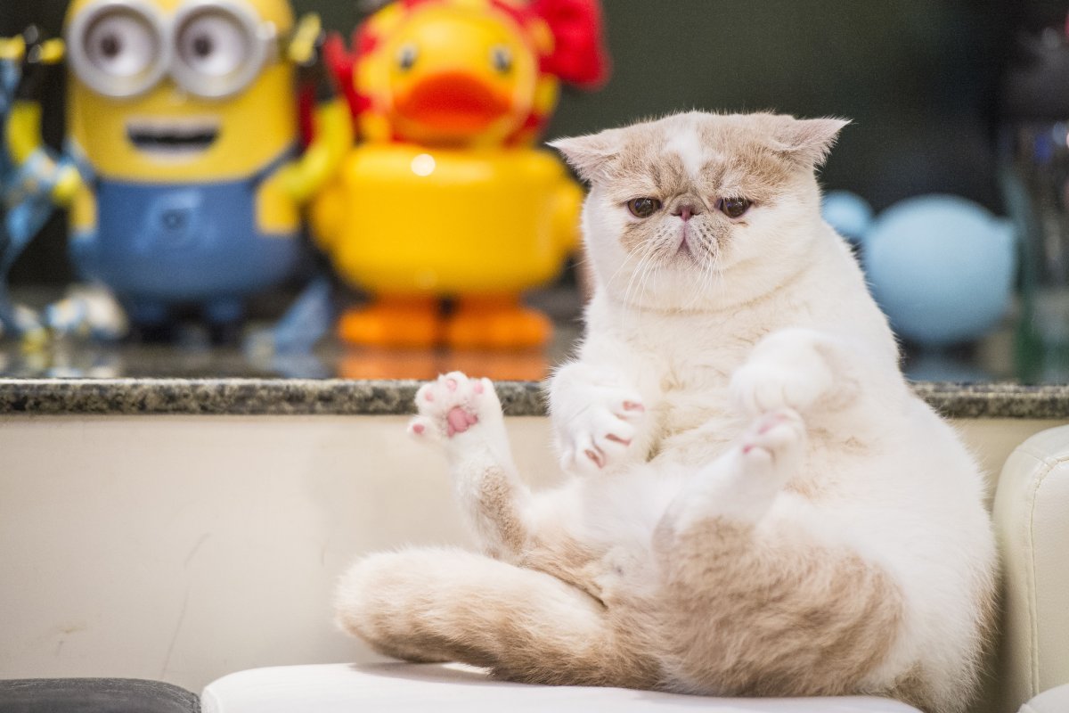 Экзотическая короткошерстная кошка