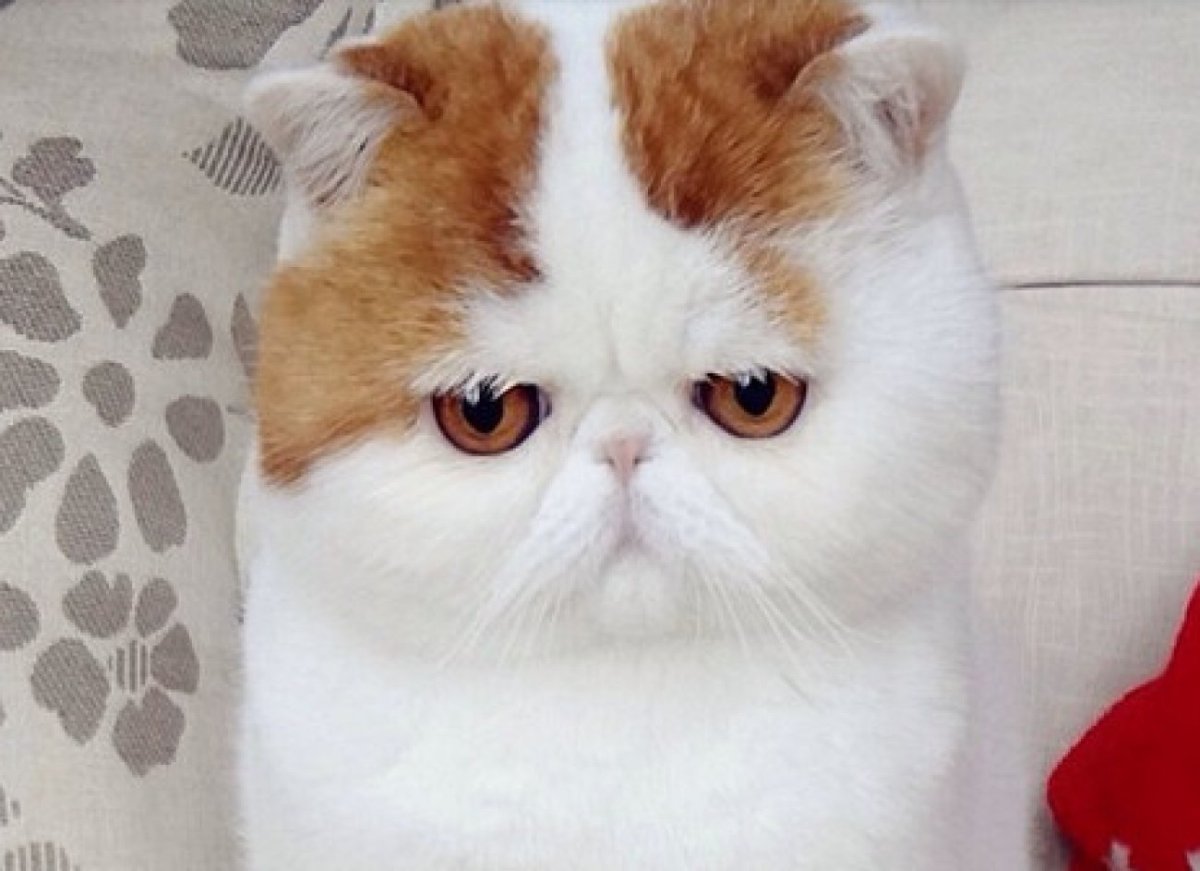 Экзот Снупи голубой