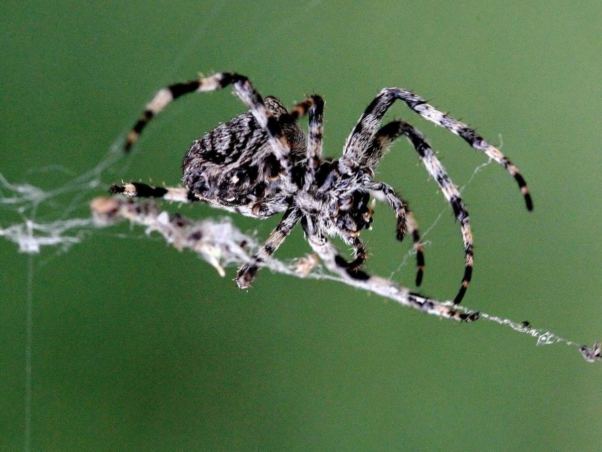 Тарантул Lycosa Narbonensis