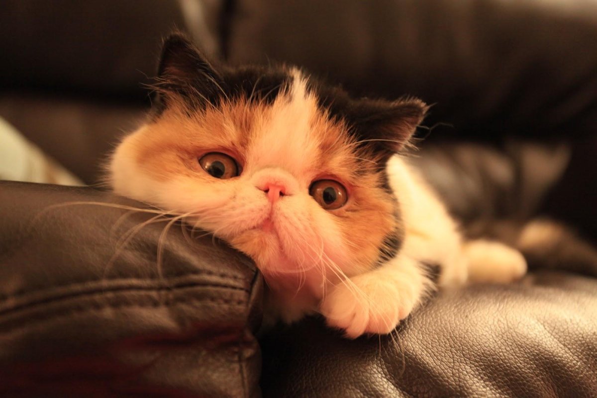 Вислоухий экзот Манчкин Снупи