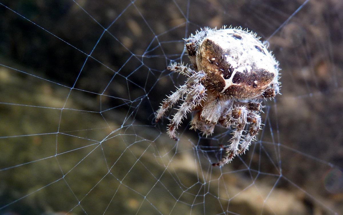 Паук крестовик альбинос
