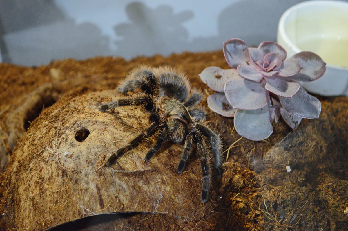 Выставка пауков