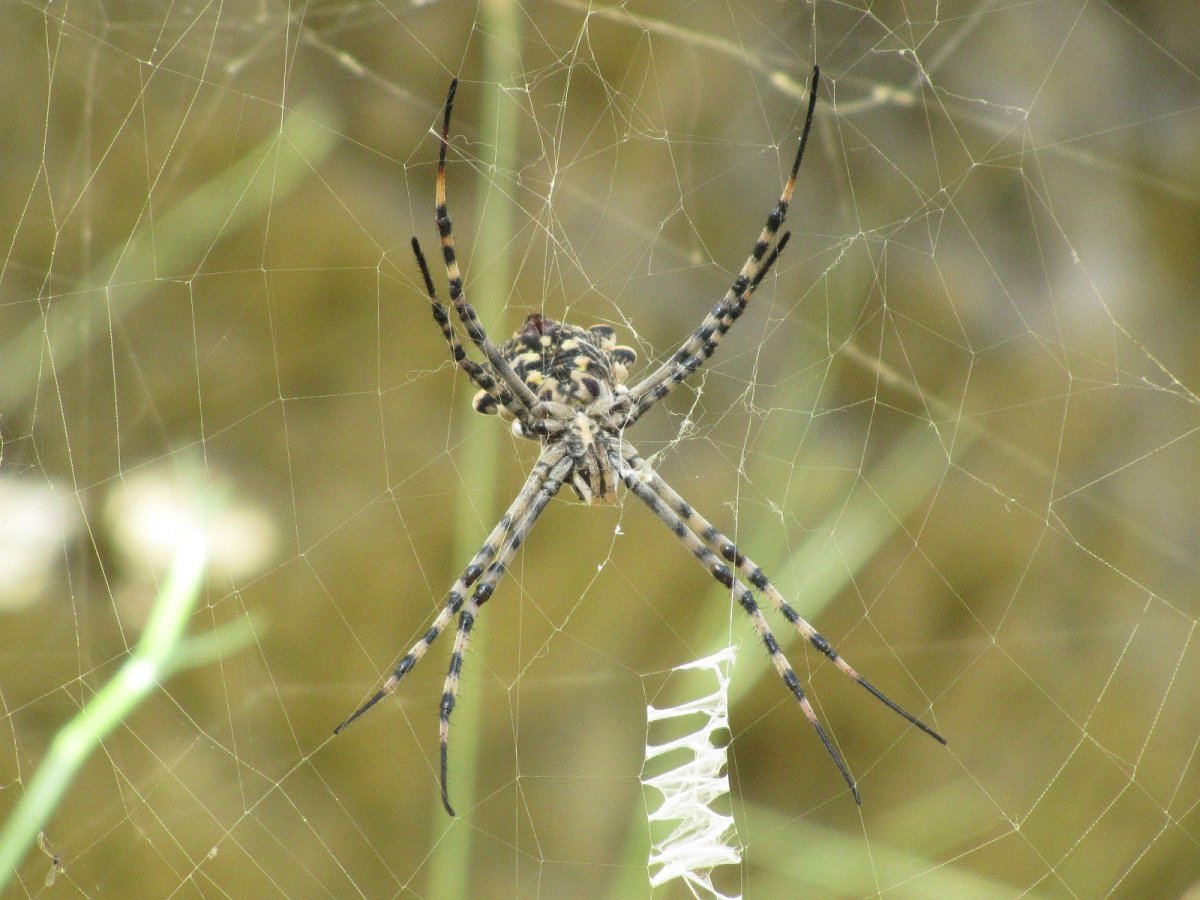 Аргиопа Брюнниха паутина