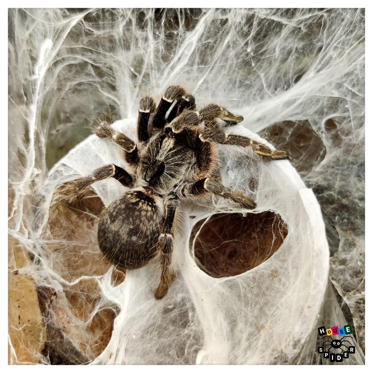 Симфитогнатные пауки