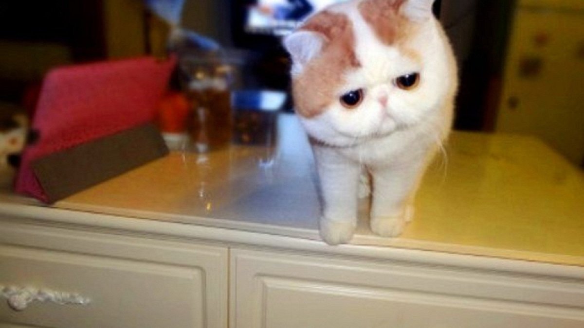 Экзотическая короткошерстная кошка окрас красный табби Ван