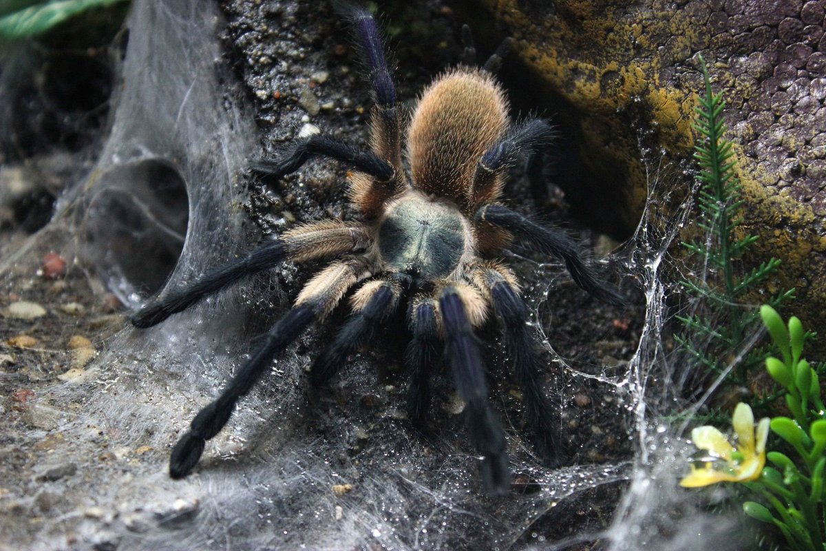 Monocentropus balfouri