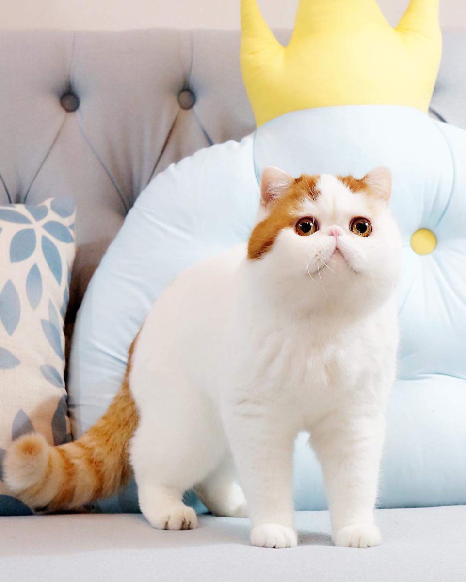 Кот породы Снупи