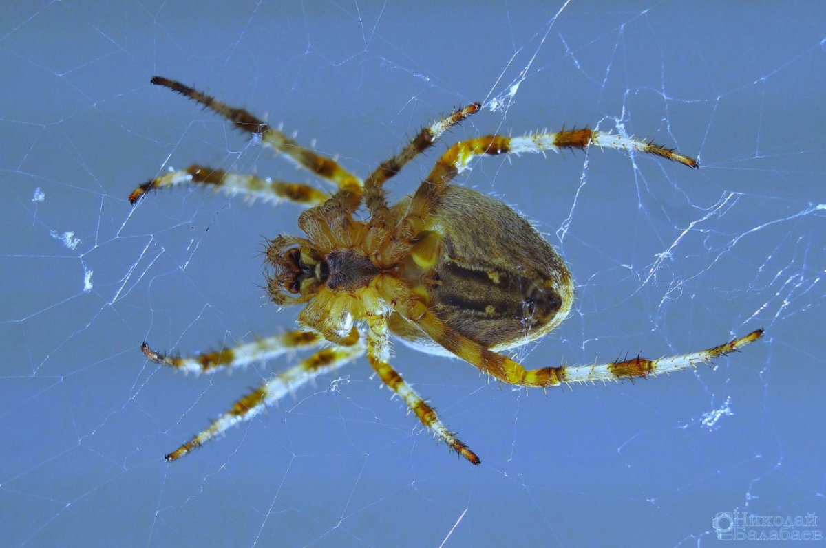 Паук крестовик