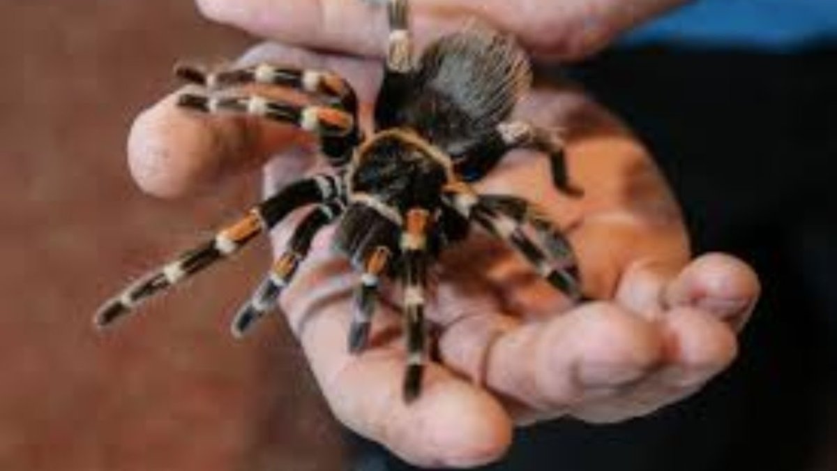 Китайский птицеед паук