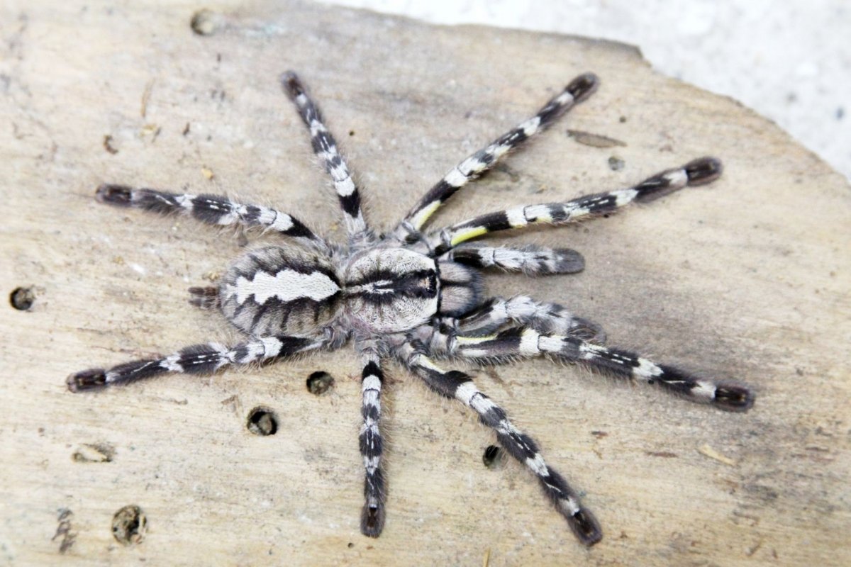 Паук птицеед Poecilotheria regalis