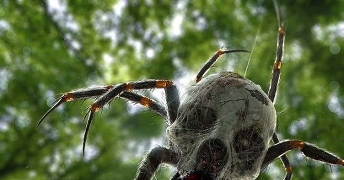 Паук мирмарахна