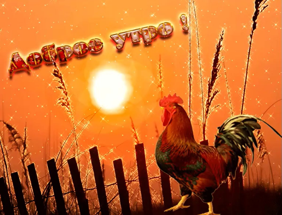 Доброе утро петушок