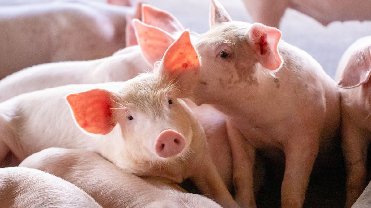 Поросята целуются