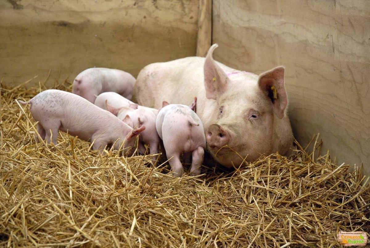 Йоркшир Свинка