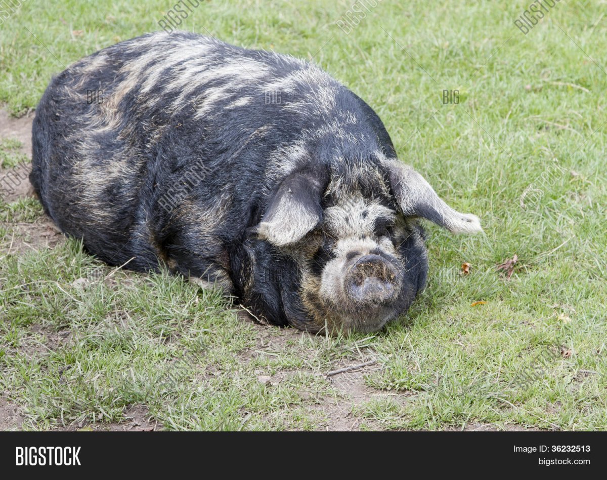 Поросята на траве