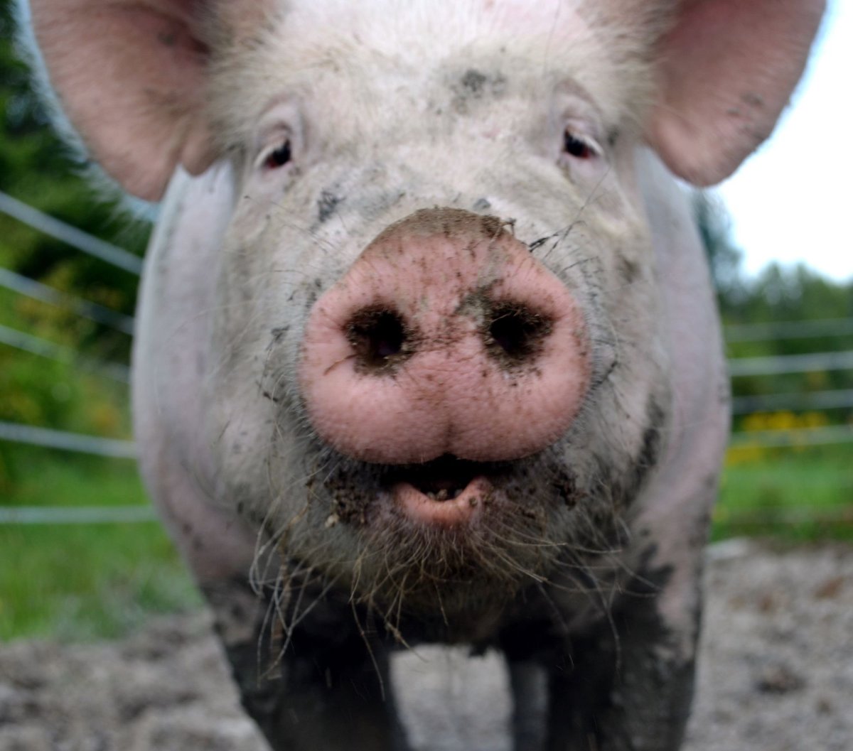 Порода свиней Йоркшир