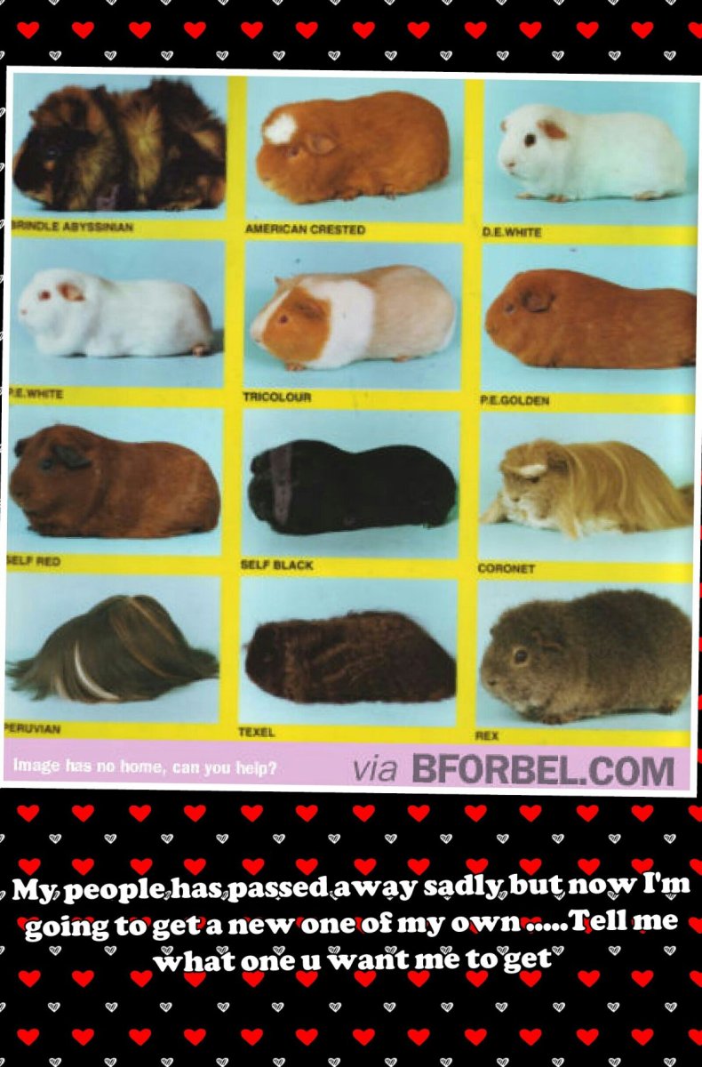 Морские свинки породы крестед