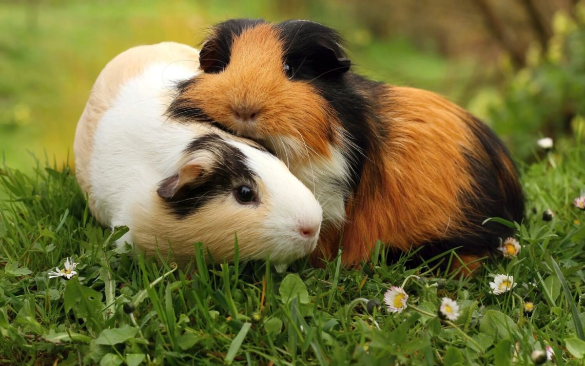 Морская свинка детеныш