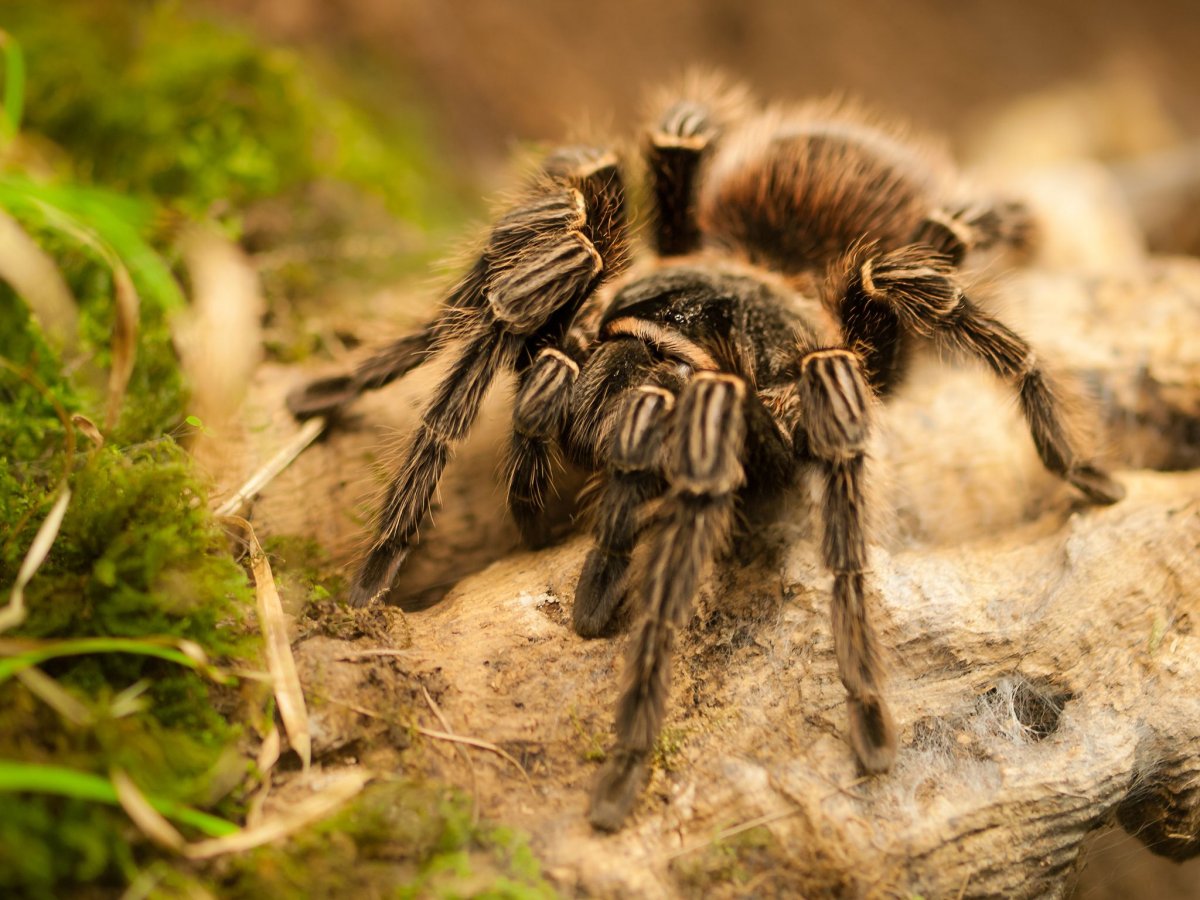 Жук Тарантул