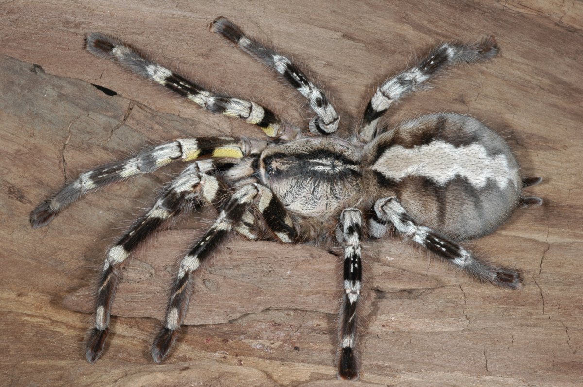 Пецилотерия Регалис