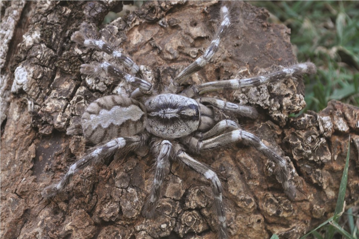 Паук Poecilotheria Rajaei