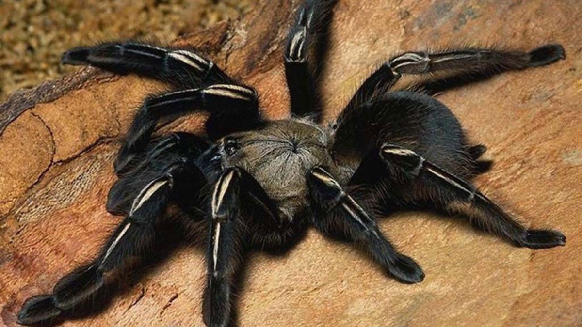 Паук птицеед черный