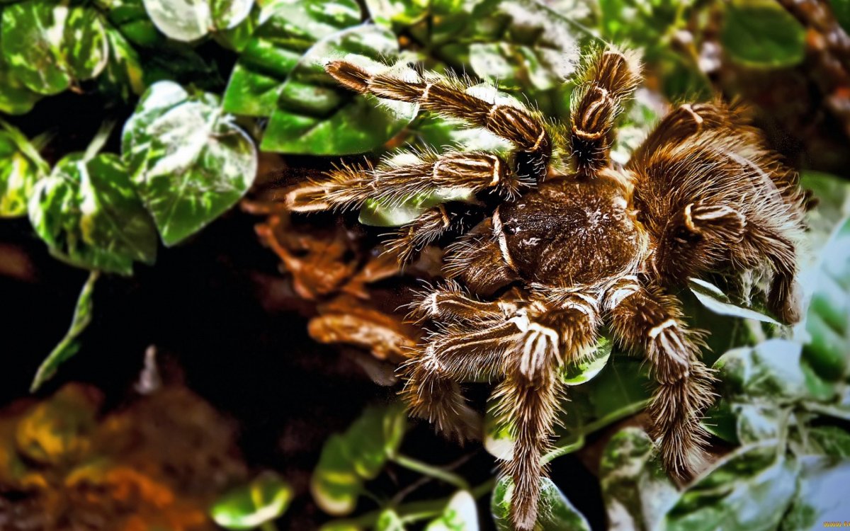 Растение птицеед