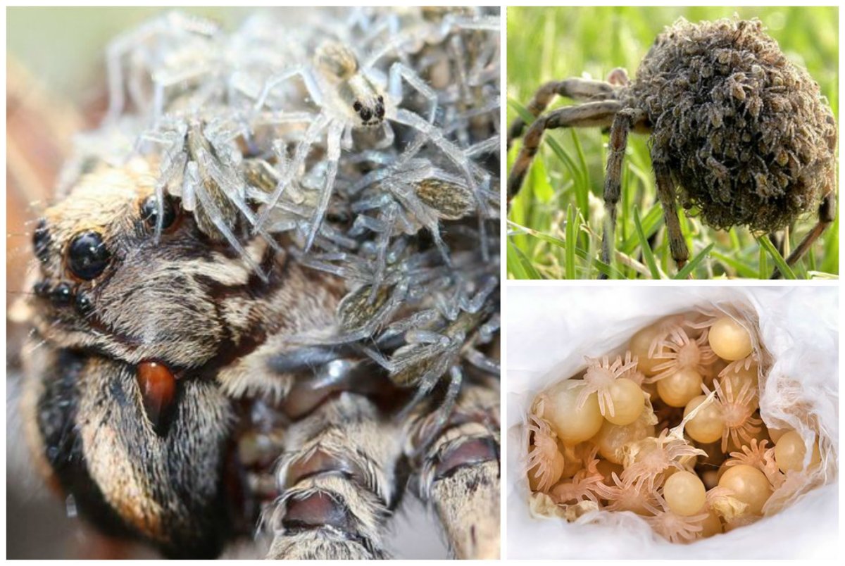 Паучата тарантула