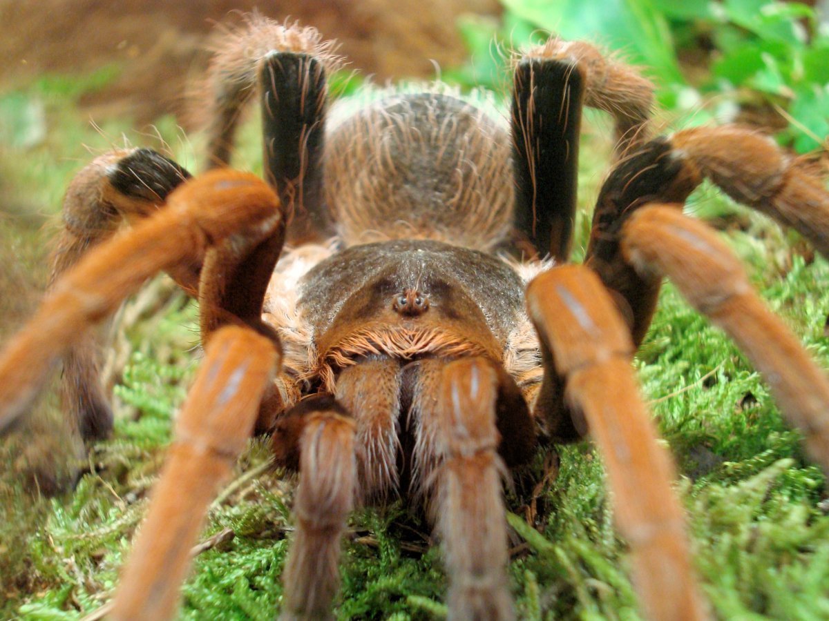 Семейство Theraphosidae паук-птицеед