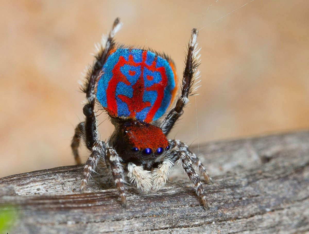 Прибрежный паук Павлин