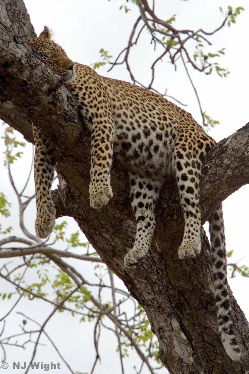 Пятнистый Ягуар