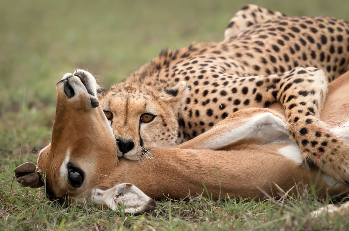 Гепард со спины