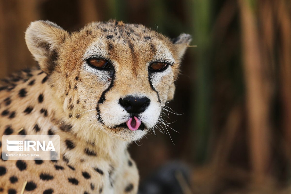 Юнсин гепард