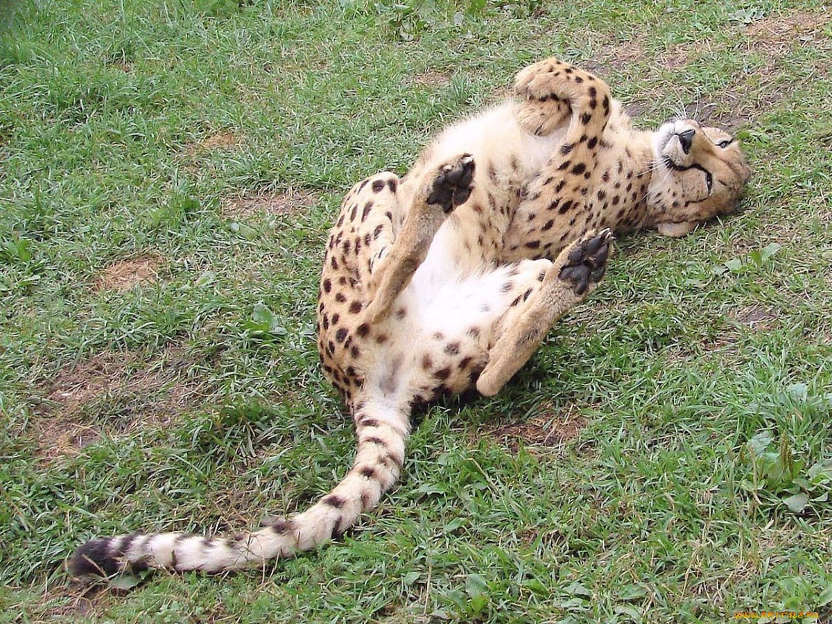 Северо Восточный Африканский гепард