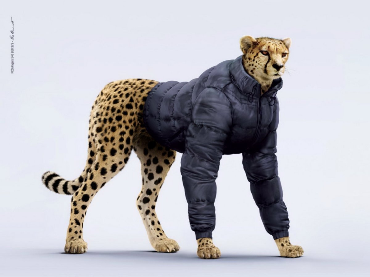Фурри гепард референс