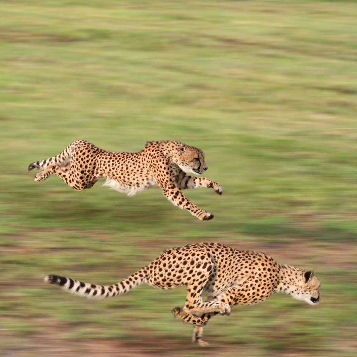 Южноафриканский гепард