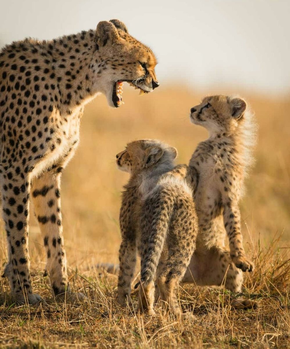 Жирный Ягуар