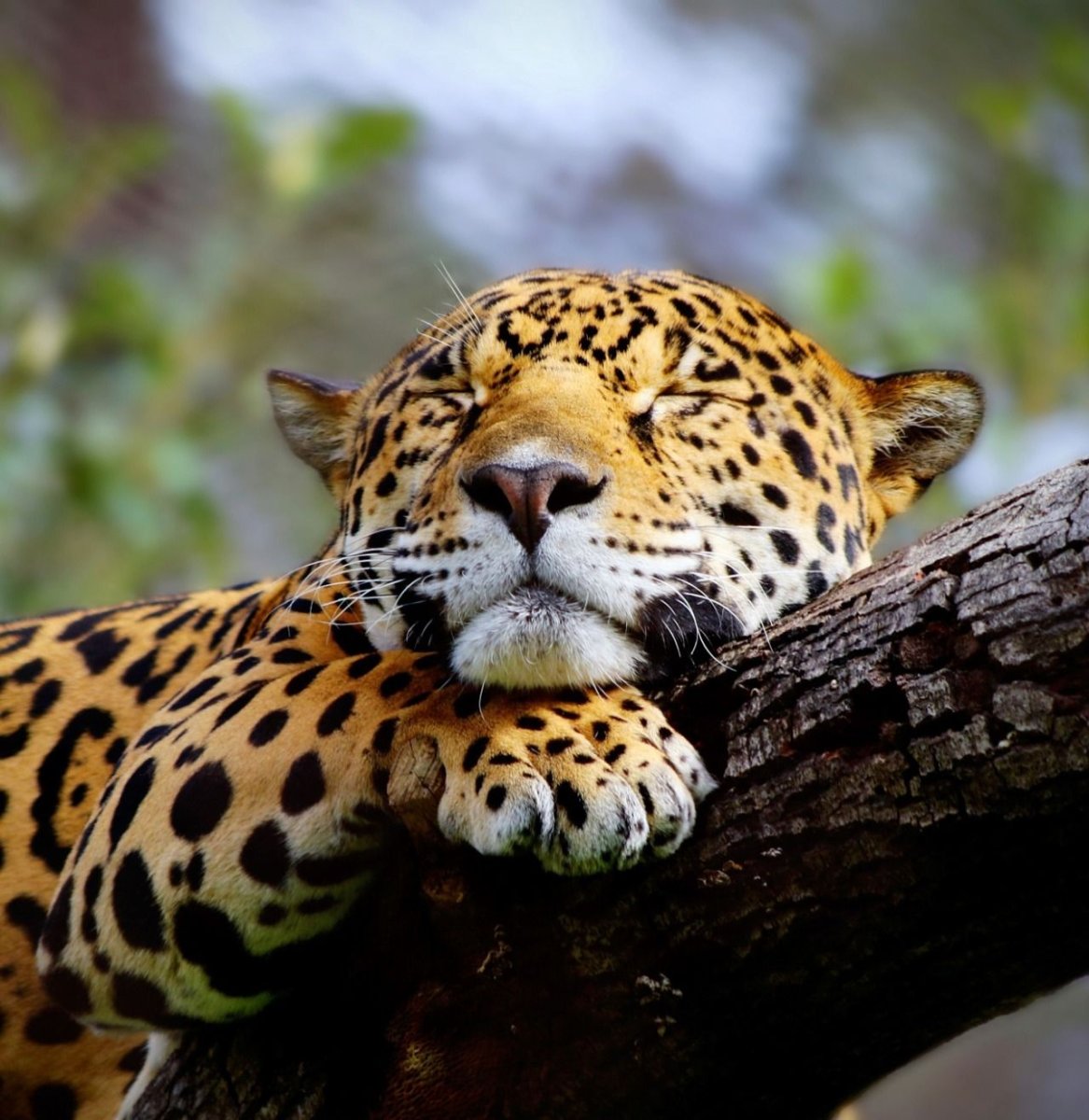 Смешной леопард