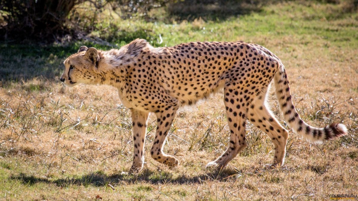 Ягуар котенок