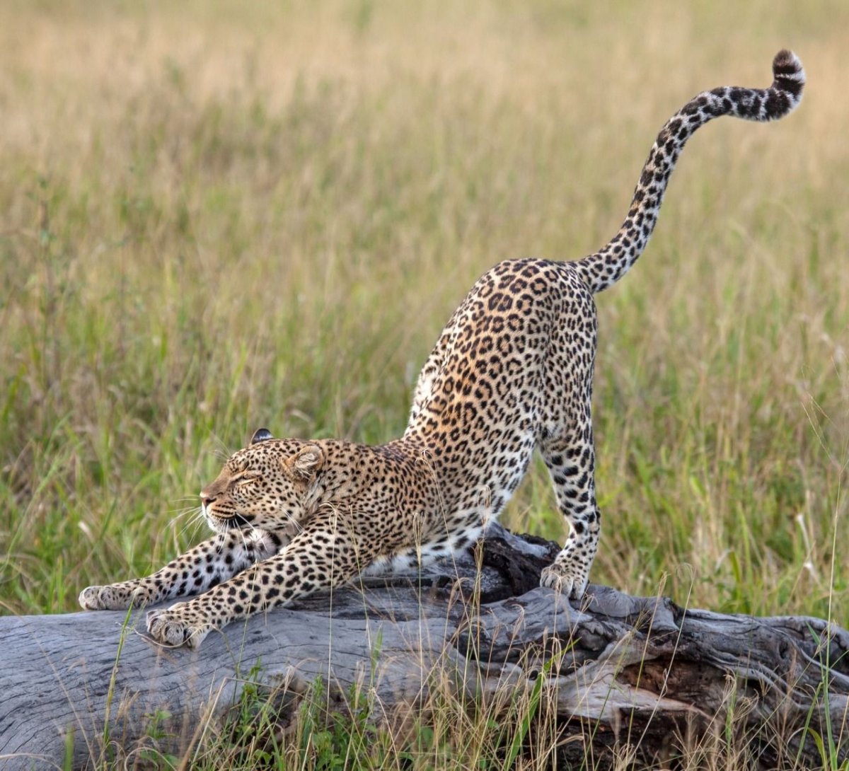 Спящий Ягуар