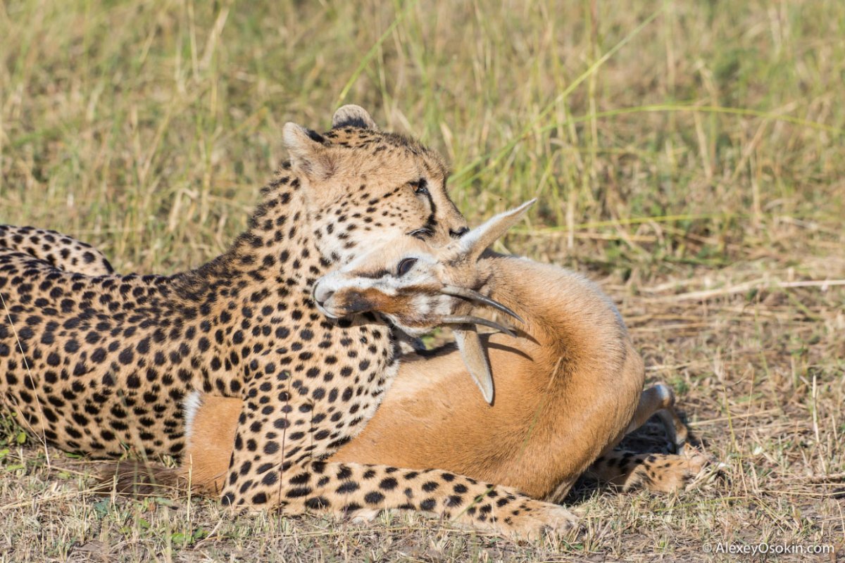 Гепард хищник
