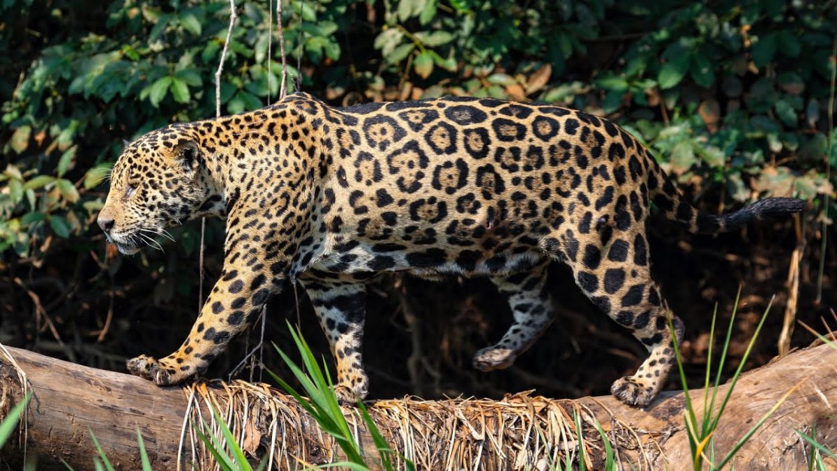 Мексиканский Ягуар