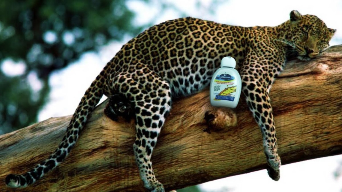 Животные леопард