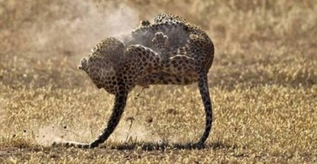 Самурский гепард