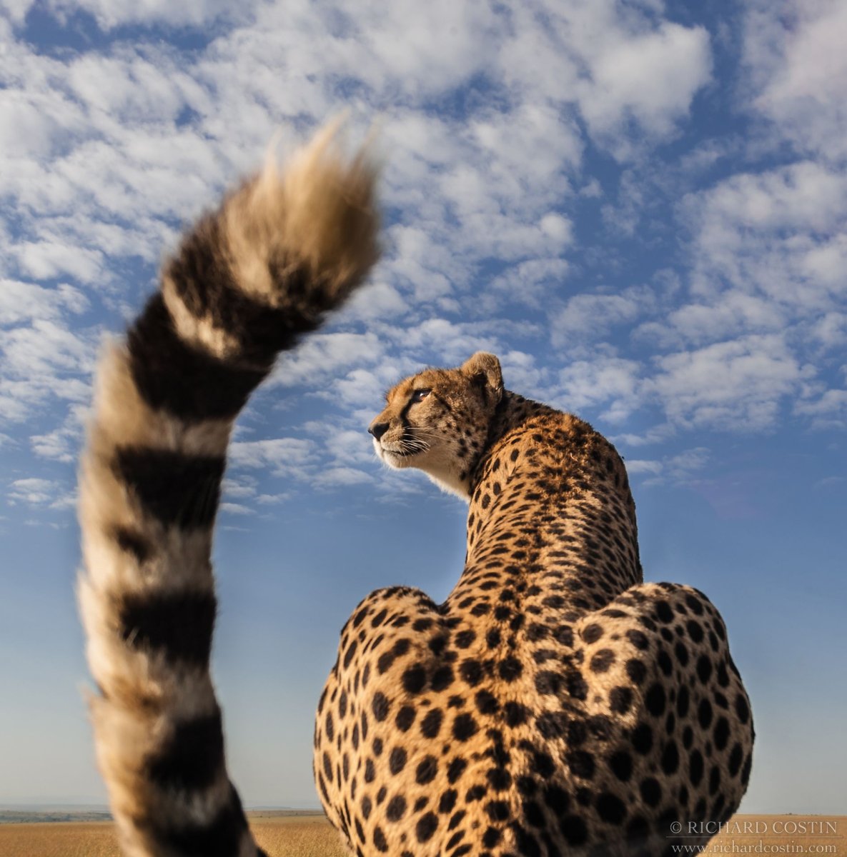 Хвост леопарда