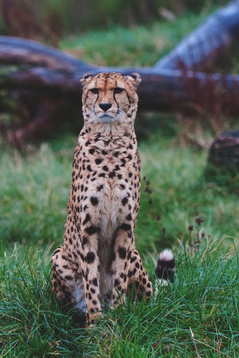 Гепард Сонный