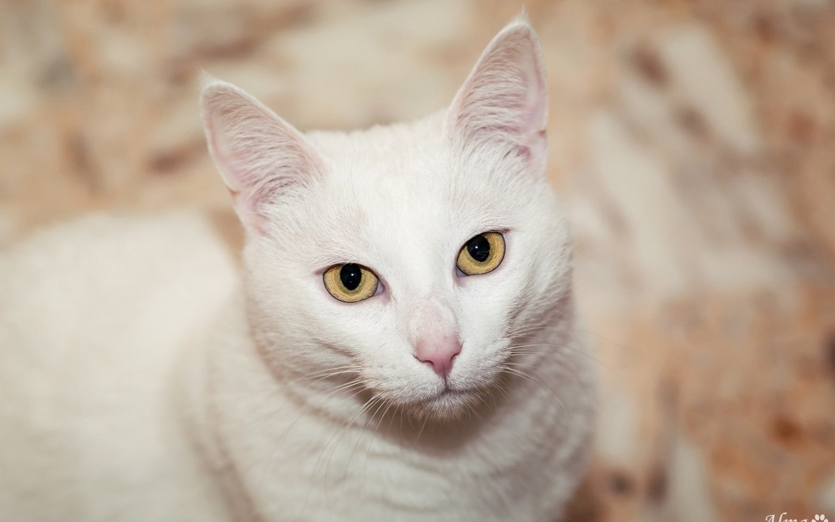 Турецкая ангора альбинос