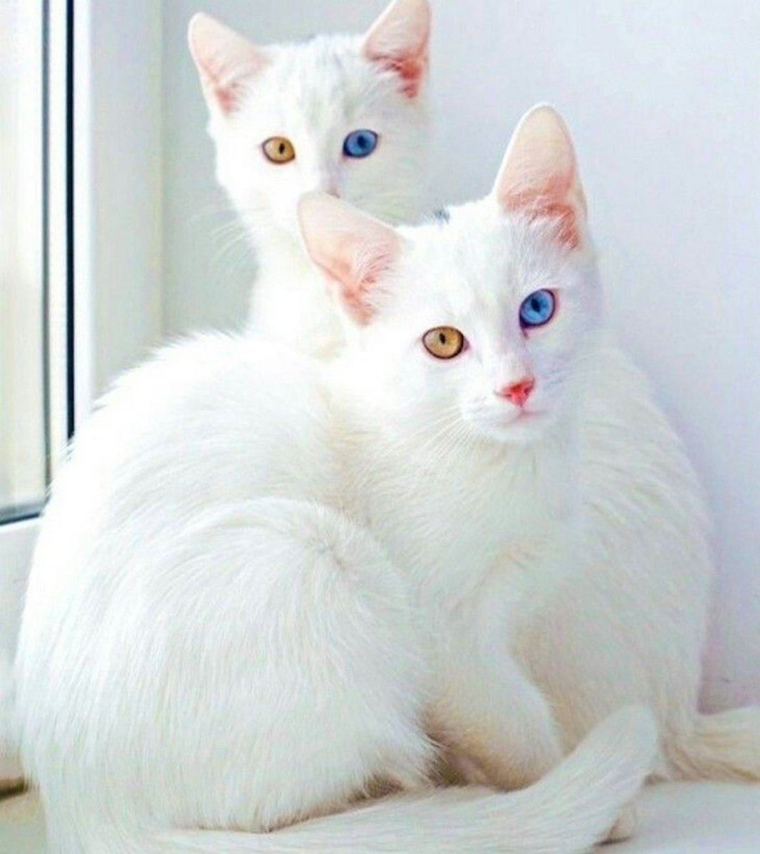 Као мани Таиланд