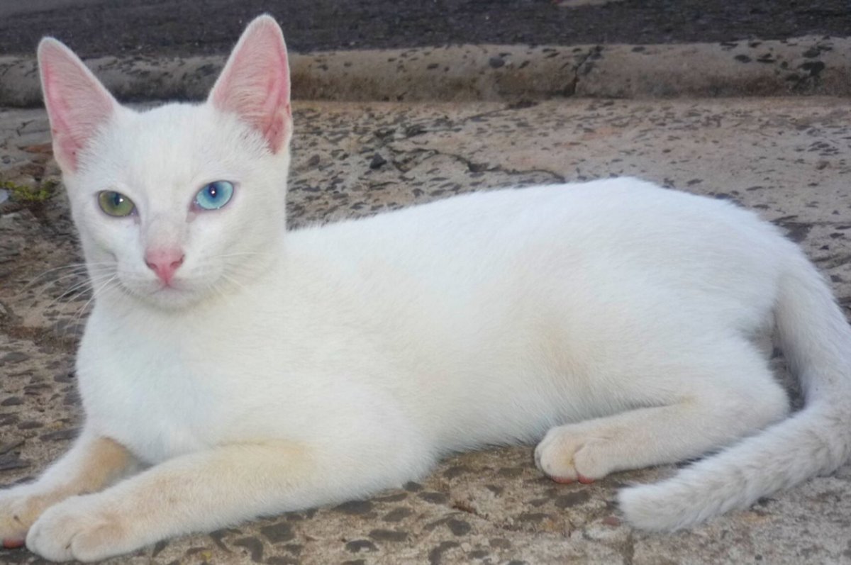 Порода као Мао